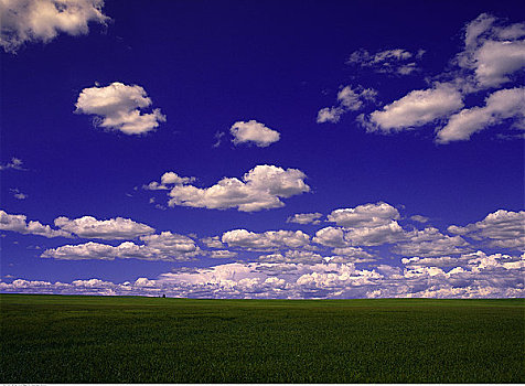 麦田,天空,艾伯塔省,加拿大