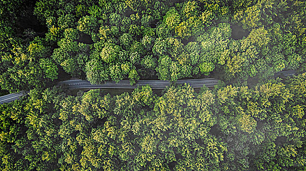 俯视,航拍,道路,绿色,树,丹麦