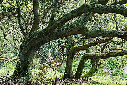 岛屿,橡树,栎属,树林,峡岛国家公园,加利福尼亚