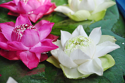彩色,莲花,水上,佛,泰国