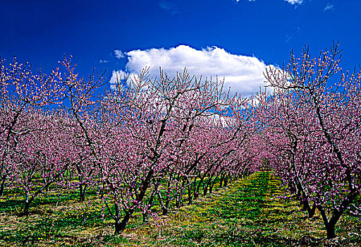 法国,朗格多克-鲁西永大区,桃树,开花