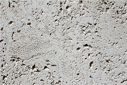 蕨类,化石,瓷砖