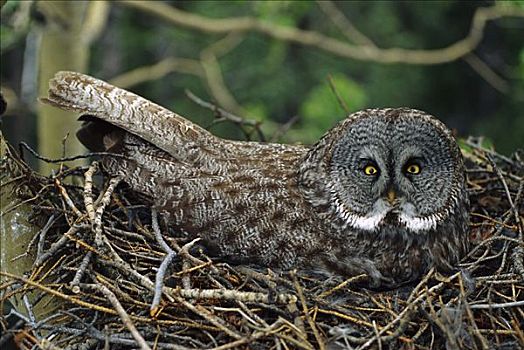 乌林鸮,孵卵,蛋,巢穴,北美