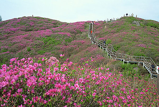 野花