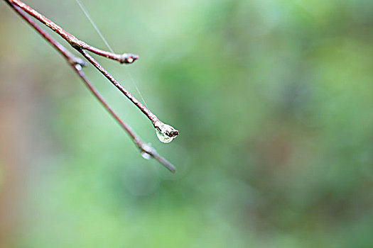 露水