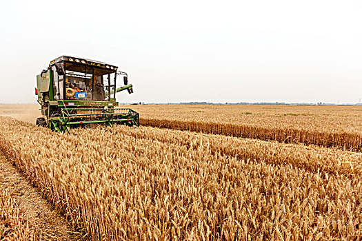 河南滑县,联合收割机收获小麦