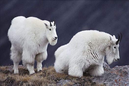 石山羊,雪羊,一对,休息,高,落基山脉,风景,北美