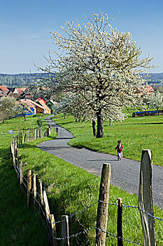 孩子,乡间小路,排列,盛开,苹果树,乡村,阿尔萨斯,法国