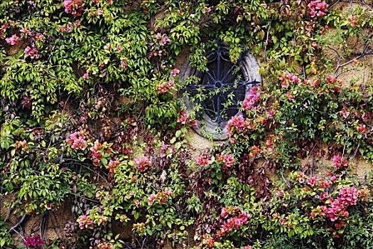 墙壁,遮盖,叶子花属,圣米格尔,瓜纳华托,墨西哥