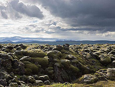 熔岩原,遮盖,软,苔藓,南,冰岛