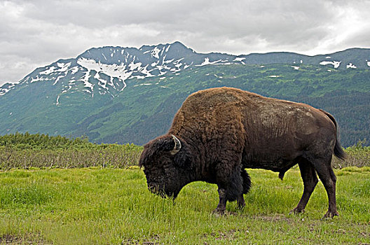 木头,野牛,成年,阿拉斯加野生动物保护中心,阿拉斯加,美国