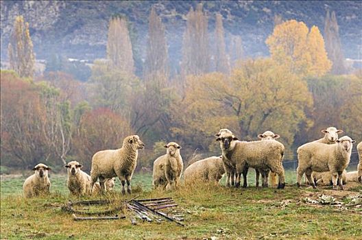 羊群,瓦纳卡,奥塔哥,南岛,新西兰