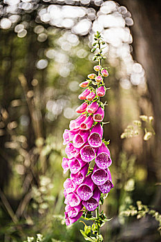 紫色毛地黄,花,树林,托雷德裴恩国家公园,智利