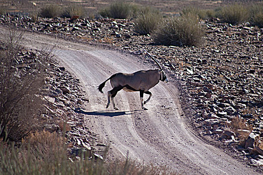 长角羚羊,穿过,街道,鱼河大峡谷,纳米比亚