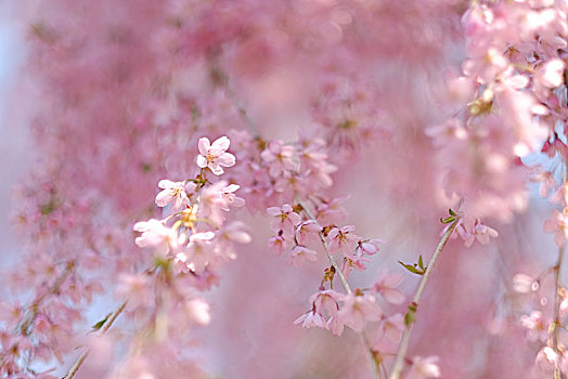 櫻花