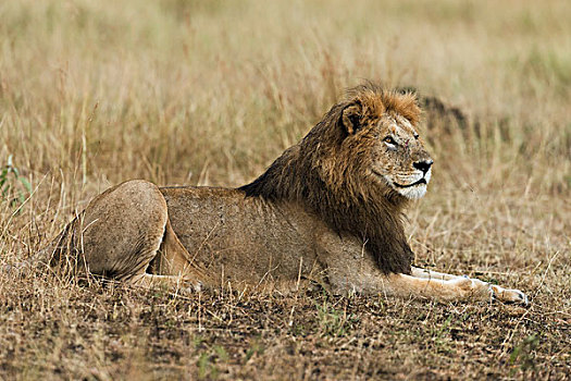 狮子,雄性,湿,鬃毛,卧,草丛,马赛马拉,肯尼亚,非洲