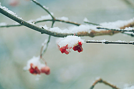 初雪