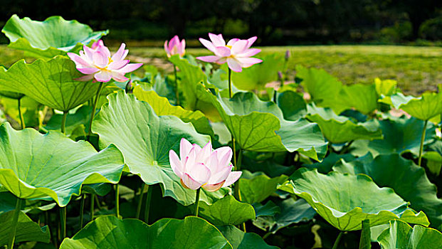 北京莲花池公园荷花