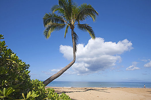 椰树,海滩,一个,毛伊岛,夏威夷,美国