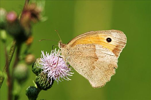 蝴蝶,蓟属植物