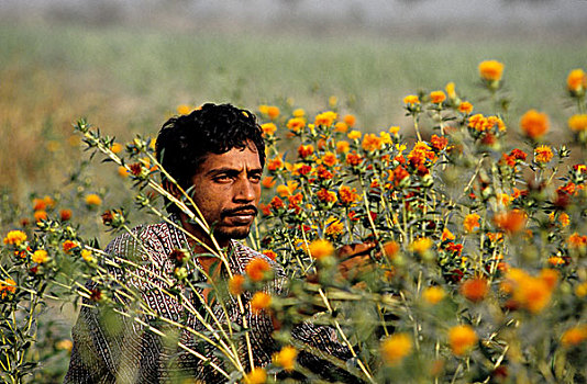 新,农业,农民,医生,花,孟加拉,2001年