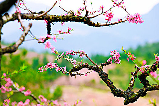 连平,桃花,桃林