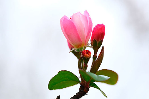 垂丝海棠花蕾