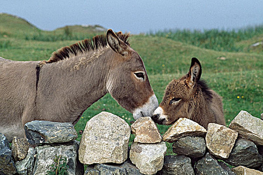 驴,石头,栅栏,戈尔韦郡,爱尔兰