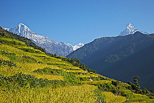 稻田,山脉,背景,安娜普纳保护区,喜马拉雅山,尼泊尔