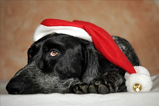 狗,圣诞帽
