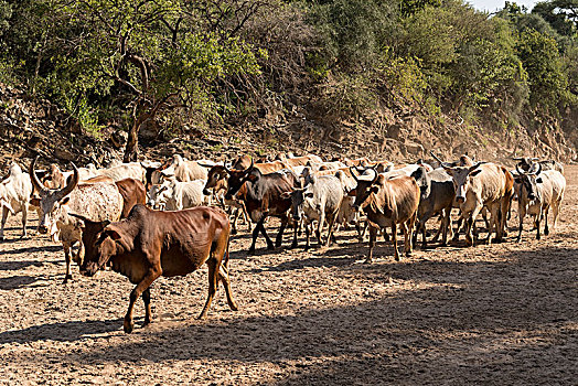 畜群,干燥,河,靠近,南方,区域,埃塞俄比亚,非洲