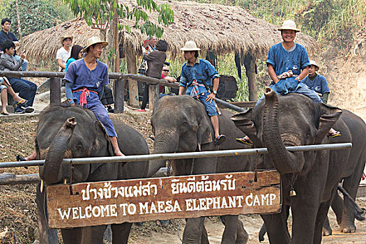 泰国,大象,露营,使用,只有