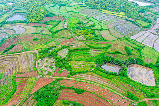 航拍河南信阳光山县司马光油茶园