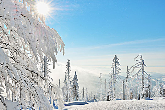 积雪,针叶树,树林,太阳,冬天,巴伐利亚森林国家公园,巴伐利亚,德国