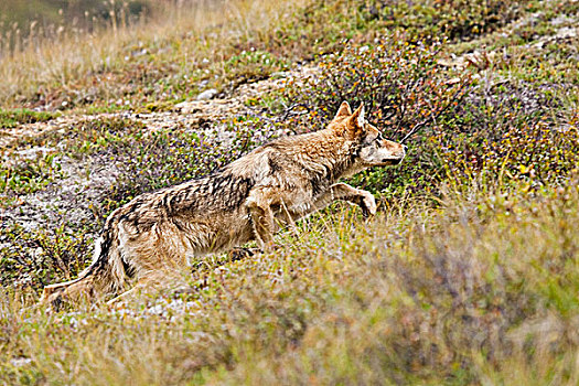 灰狼,走,苔原,石头,德纳利国家公园和自然保护区,室内,阿拉斯加,秋天