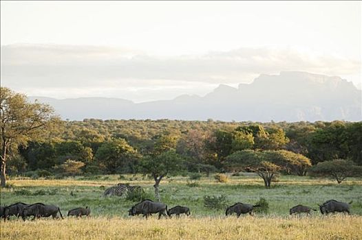 角马,放牧,地点,克鲁格国家公园,南非