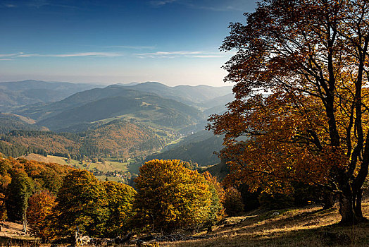 风景,小,秋天,黑森林,巴登符腾堡,德国,欧洲