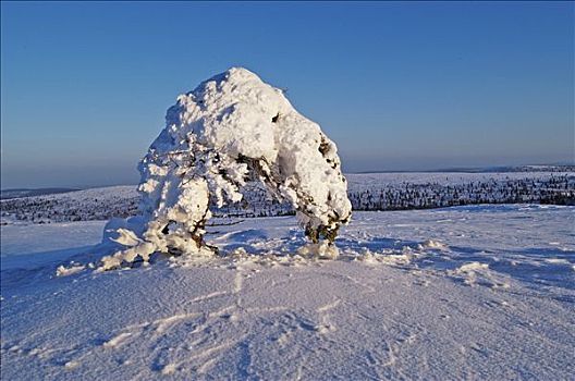 芬兰,拉普兰,滑雪胜地,弯曲,雪盖,树
