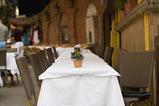 盆栽,桌子,餐馆,伊斯坦布尔,土耳其