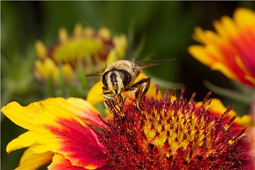 蜜蜂,彩色,花