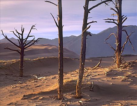 树,杀死,沙,保存,科罗拉多