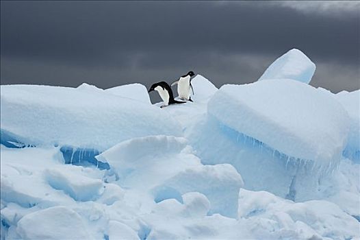 帽带企鹅,南极企鹅,一对,冰,南极