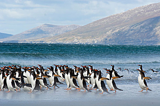 福克兰群岛,岛屿,巴布亚企鹅,急促,水