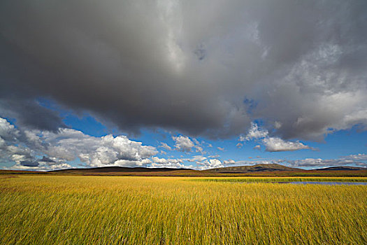 苔原,水塘,阴天,天空,德纳里峰国家公园,阿拉斯加