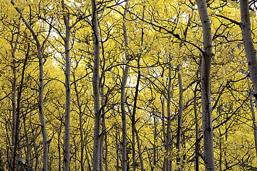 秋天,景色,彩色,黄色,白杨,山谷,楚加奇州立公园,阿拉斯加