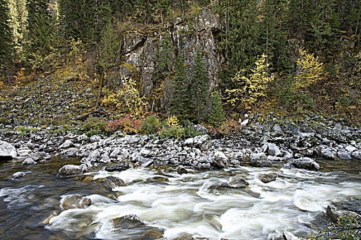 河,岩石,地形,树林,蒙大拿,美国