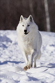 跑,北极狼,狼,哺乳动物,雪,冬天,北安大略,加拿大,北美,动物