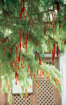 河南安阳林州上寺松树上挂的祈愿符