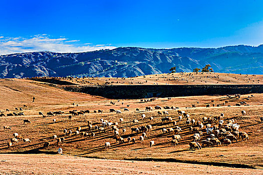 新疆,草原,羊群,秋天,山坡,牧羊,绵羊