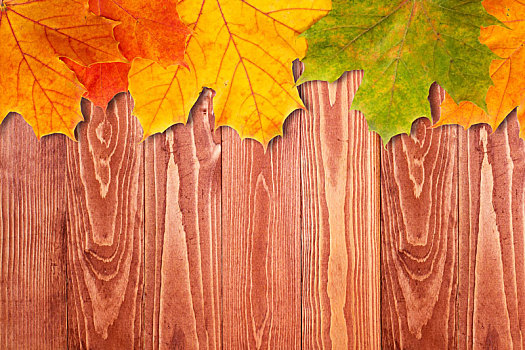 褐色,木质背景,秋叶